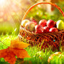 Autumn & Apple Orchard Fragrance Oil