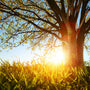 Earthen Oak Fragrance Oil