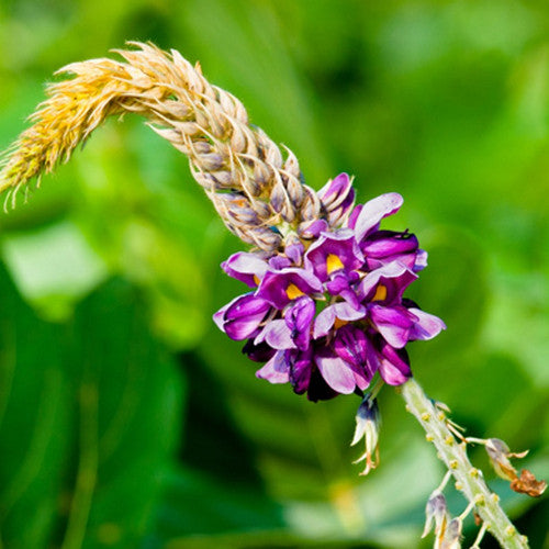 Kudzu Fragrance Oil