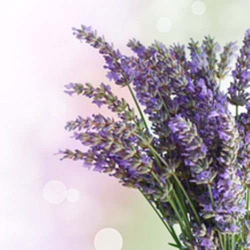 Lavender Fragrance Oil