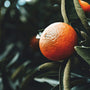 Mandarin Grove Fragrance Oil