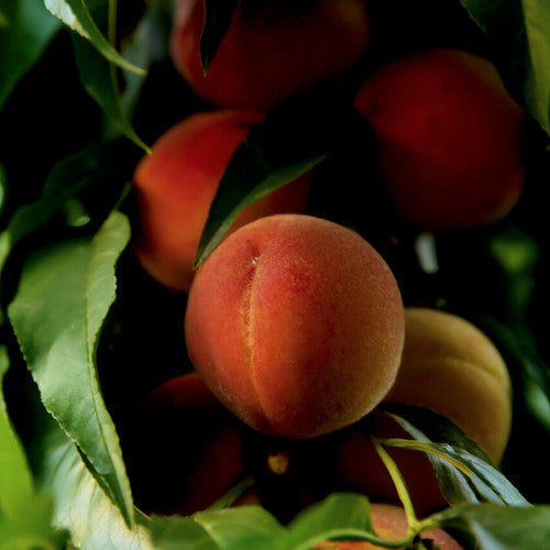 Peach Nectar Fragrance Oil