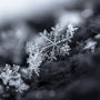 Shimmering Snowflake Fragrance Oil