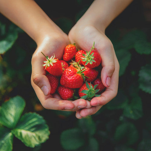 Sweet Strawberry (Type) Fragrance Oil