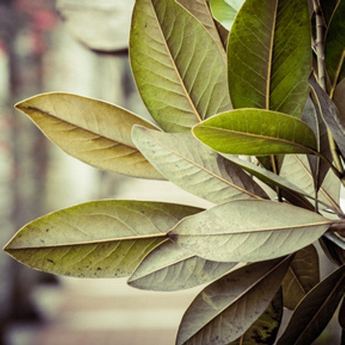 Tobacco & Bay Leaf Fragrance Oil