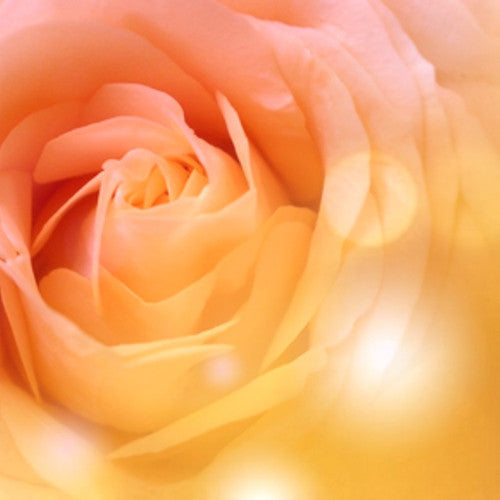 Warm Vanilla Sugar (Type) Fragrance Oil