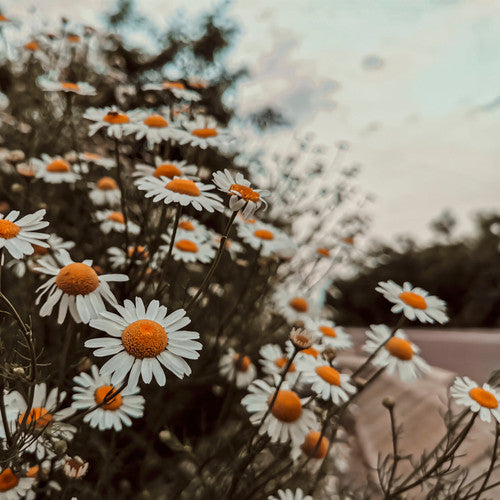 Wild Daisy Dream Fragrance Oil