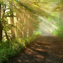 Woodland Foliage Fragrance Oil