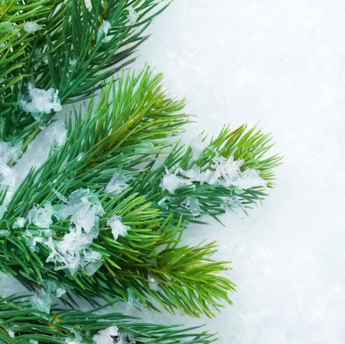 Balsam Fir Fragrance Oil