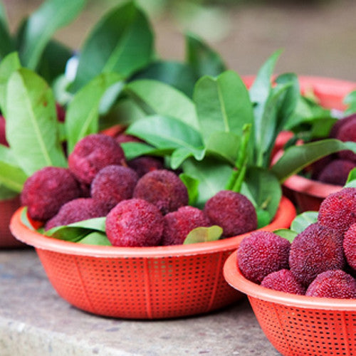 Bayberry & Silver Oak Fragrance Oil