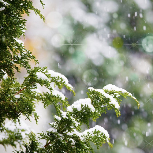 Birchwood Pine (Type) Fragrance Oil