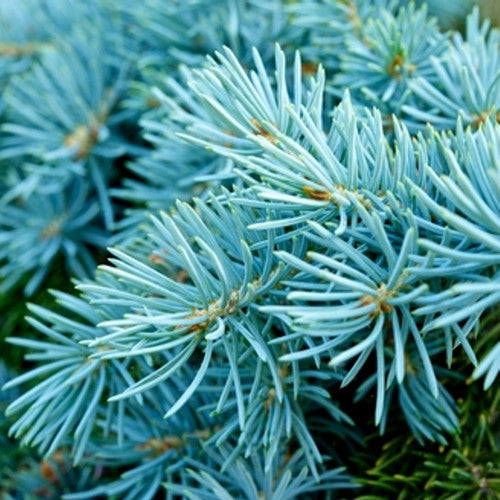 Blue Spruce Fragrance Oil - Zoom Media 1
