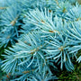 Blue Spruce Fragrance Oil - Zoom Thumbnail Media 1