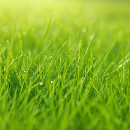 Fresh Cut Grass Fragrance Note