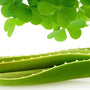 Green Clover & Aloe (Type) Fragrance Oil