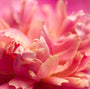 Peony Fragrance Oil