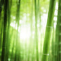 Rainforest Sugarcane (Type) Fragrance Oil
