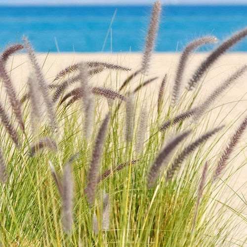 Seagrass & Sage Fragrance Oil