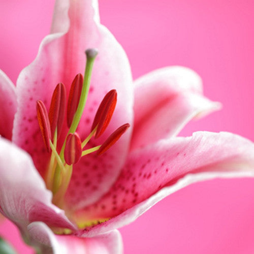 Stargazer Lily Fragrance Oil