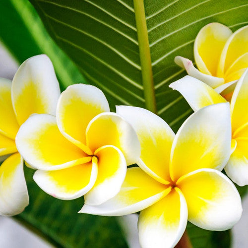 Tropical Plumeria Fragrance Oil