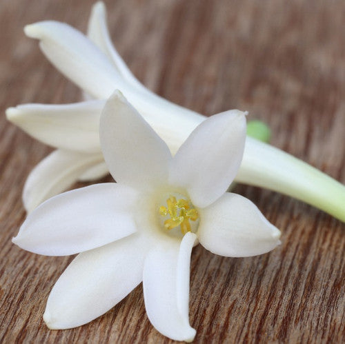 Tuberose Fragrance Oil