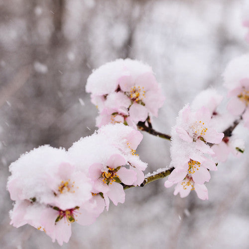 Winter Fragrances