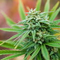 Cannabis Flower Fragrance Oil