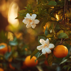Fleur d'Oranger (Type) Fragrance Oil