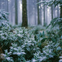 Frosted Cypress & Mint Fragrance Oil - Zoom Thumbnail Media 1