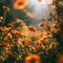Wild Marigold & Sandalwood Fragrance Oil - Zoom Thumbnail Media 1
