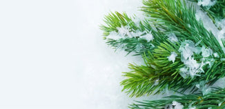 Close-up of fresh evergreen pine branches dusted with snow, set against a soft white background to evoke a crisp, wintery feel.