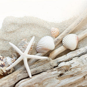 Beach Wood Fragrance Oil - Featured Image
