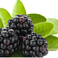 Blackberry Sage Fragrance Oil