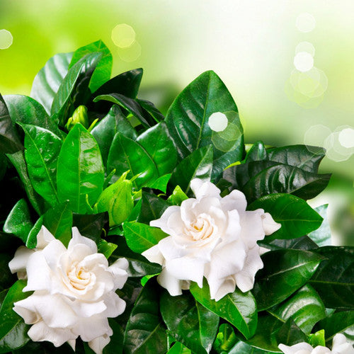 Gardenia Fragrance Oil