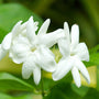 Jasmine Fragrance Oil