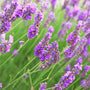 Lavender Vetiver Fragrance Oil