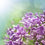 Garden Lilac Fragrance Oil
