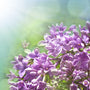 Garden Lilac Fragrance Oil