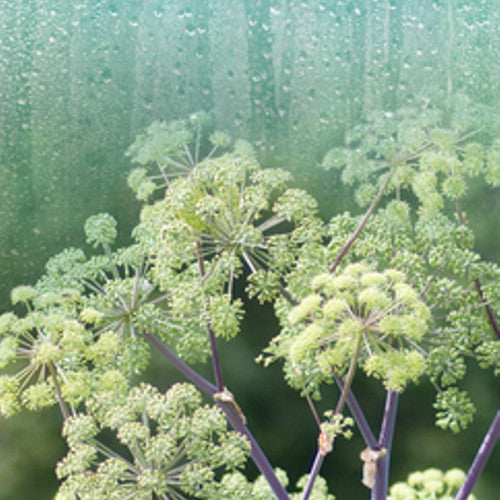 Rain & Angelica (Type) Fragrance Oil