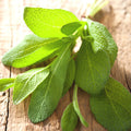 Sage Fragrance Oil