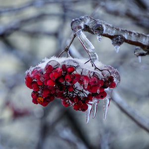 Snowberry Icicles Fragrance Oil - Featured Image