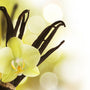 Very Vanilla Fragrance Oil