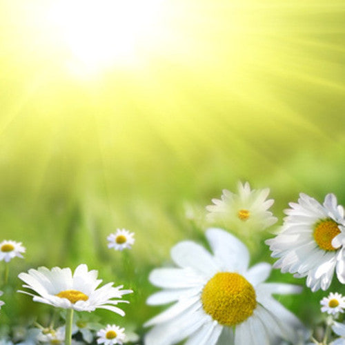 Chamomile Fragrance Oil