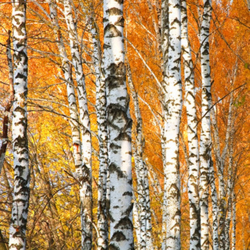 Cracklin Birch Fragrance Oil