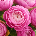 Peony Fragrance Note