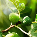 Fig Tree (Type) Fragrance Oil