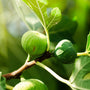 Fig Tree (Type) Fragrance Oil