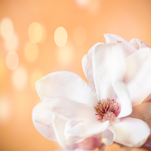 Peach Magnolia Fragrance Oil