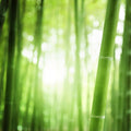 Rainforest Sugarcane (Type) Fragrance Oil