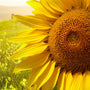 Sunflower Fragrance Oil